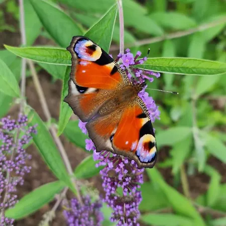 Apartment Kiefernstraße 1 *