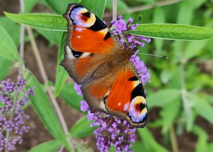 Apartamento Kiefernstrasse 1 *